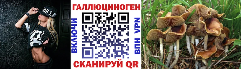 закладка  Ейск  Галлюциногенные грибы GOLDEN TEACHER 